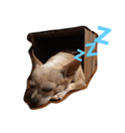 Nionio is a Chihuahua（個別スタンプ：13）