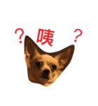 Nionio is a Chihuahua（個別スタンプ：19）