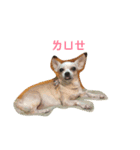 Nionio is a Chihuahua（個別スタンプ：20）