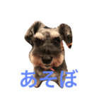 シュナウザーのにこちゃん（個別スタンプ：1）