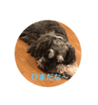 シュナウザーのにこちゃん（個別スタンプ：6）