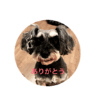 シュナウザーのにこちゃん（個別スタンプ：8）