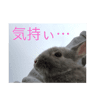 うさぎのチャグム（個別スタンプ：1）