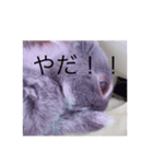 うさぎのチャグム（個別スタンプ：3）