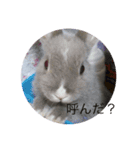 うさぎのチャグム（個別スタンプ：5）