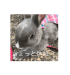 うさぎのチャグム（個別スタンプ：7）