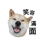 My name is Shiba（個別スタンプ：1）