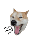 My name is Shiba（個別スタンプ：2）