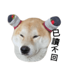 My name is Shiba（個別スタンプ：3）