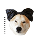 My name is Shiba（個別スタンプ：4）