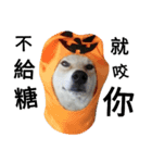 My name is Shiba（個別スタンプ：6）