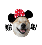 My name is Shiba（個別スタンプ：7）