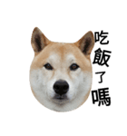 My name is Shiba（個別スタンプ：8）