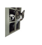 Samba ＆ Core（個別スタンプ：2）