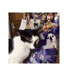 Samba ＆ Core（個別スタンプ：6）