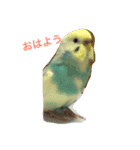 bird kuu moko（個別スタンプ：1）
