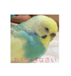 bird kuu moko（個別スタンプ：2）