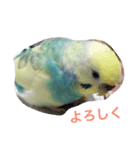 bird kuu moko（個別スタンプ：3）