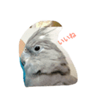 bird kuu moko（個別スタンプ：4）