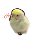 bird kuu moko（個別スタンプ：6）