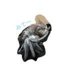 bird kuu moko（個別スタンプ：7）
