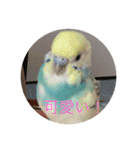 bird kuu moko（個別スタンプ：8）