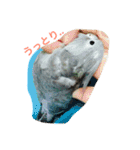 bird kuu moko（個別スタンプ：9）