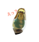 bird kuu moko（個別スタンプ：11）