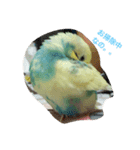 bird kuu moko（個別スタンプ：16）