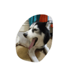 my lovely husky（個別スタンプ：2）