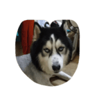 my lovely husky（個別スタンプ：3）