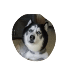 my lovely husky（個別スタンプ：4）