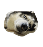 my lovely husky（個別スタンプ：5）