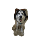 my lovely husky（個別スタンプ：7）