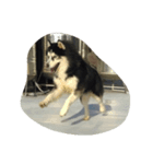 my lovely husky（個別スタンプ：8）
