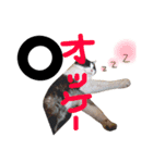 小林家の愉快な仲間たち2（個別スタンプ：6）