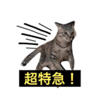 小林家の愉快な仲間たち2（個別スタンプ：39）