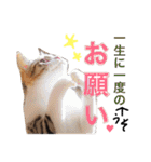 小林家の愉快な仲間たち2（個別スタンプ：40）