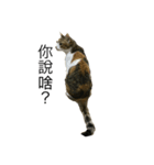 cat chew-mi（個別スタンプ：1）