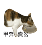 cat chew-mi（個別スタンプ：2）