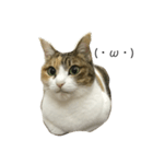 cat chew-mi（個別スタンプ：3）