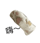 cat chew-mi（個別スタンプ：4）
