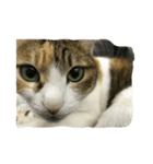 cat chew-mi（個別スタンプ：5）