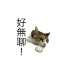 cat chew-mi（個別スタンプ：6）