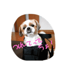 しーずーの毎日2nd（個別スタンプ：14）