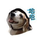 Domi life（個別スタンプ：1）