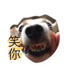 Domi life（個別スタンプ：4）
