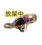 Domi life（個別スタンプ：5）