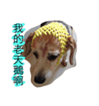 Domi life（個別スタンプ：6）