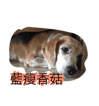 Domi life（個別スタンプ：7）